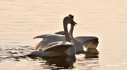 采购网名有哪些