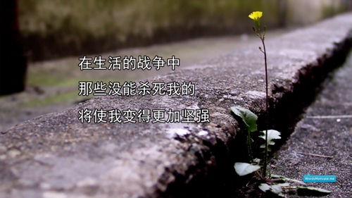 简单中年女士网名大全